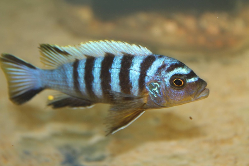 Maylandia sp. 'zebra mbowe' Mbowe Island